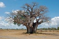 Baobab tree in dry African savanna - Tanzania