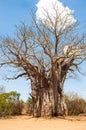 Baobab tree in the dusty roads of the Kruger National Park in Africa Royalty Free Stock Photo