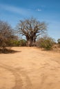 Baobab tree in the dusty roads of the Kruger National Park in Africa