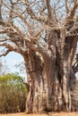 Baobab tree in the dusty roads of the Kruger National Park in Africa Royalty Free Stock Photo