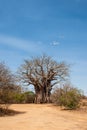 Baobab tree in the dusty roads of the Kruger National Park