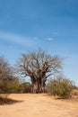 Baobab tree in the dusty roads of the Kruger National Park in Africa