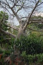 Baobab tree at the entrance of the Byculla Zoo Rani bagh.Mumbai