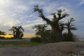 Baobab Tree