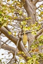 Baobab tree fruit Boa Vista Cape Verde Royalty Free Stock Photo