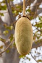 Baobab tree fruit Cape Verde Royalty Free Stock Photo