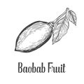 Baobab tree, fruit, leaf, nut engraving vintage Hand drawn sketch vector illustration. Black on white background. Royalty Free Stock Photo