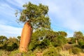 Baobab tree with fruit and leaves in an African landscape Royalty Free Stock Photo