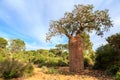 Baobab tree with fruit and leaves in an African landscape Royalty Free Stock Photo