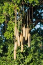 Baobab tree with fruits in Africa Royalty Free Stock Photo