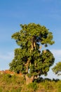 Baobab tree with fruits in Africa Royalty Free Stock Photo