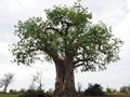 Baobab tree in full height with white cloud background