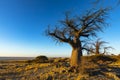 Baobab tree in golden early morning light