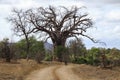 Baobab tree