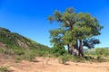 Baobab tree with green leaves in an African landscape with clear Royalty Free Stock Photo