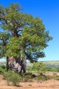 Baobab tree with green leaves in an African landscape with clear Royalty Free Stock Photo