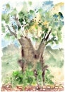 Baobab tree among greenery, watercolor drawing, travel sketch