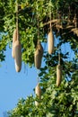 Baobab tree with fruits in Africa Royalty Free Stock Photo