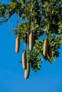 Baobab tree with fruits in Africa Royalty Free Stock Photo