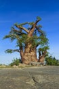 Baobab Tree