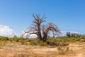 Baobab tree growing surrounded by African Savannah Royalty Free Stock Photo