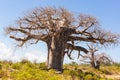 Baobab tree growing surrounded by African Savannah Royalty Free Stock Photo