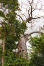 A baobab tree growing in the wild at Arabuko Sokoke Forest Reserves in Malindi, Kenya Royalty Free Stock Photo