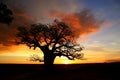 Baobab tree, Kimberly, Australia Royalty Free Stock Photo