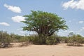 Baobab tree in the Kruger National Park, South Africa Royalty Free Stock Photo