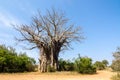 Baobab tree at kruger park, african trees South Africa Royalty Free Stock Photo