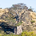 Baobab tree, Kruger Park