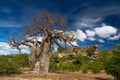 Baobab tree landscape