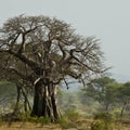 Baobab tree in landscape, Tanzania Royalty Free Stock Photo