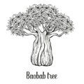 Baobab tree, leaf engraving vintage Hand drawn sketch vector illustration. Black on white background.