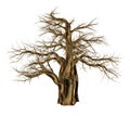 Baobab tree without leaves, adansonia digitata - 3D render