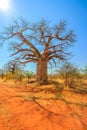 Baobab tree Limpopo Royalty Free Stock Photo