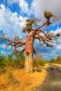 Baobab tree Limpopo Royalty Free Stock Photo