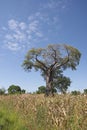 A Baobab tree, Malawi. Royalty Free Stock Photo