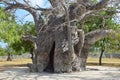 Baobab Tree, Delft Island, Sri Lanka Royalty Free Stock Photo