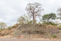 Baobab tree and memorial plaque at Baobab hill Royalty Free Stock Photo