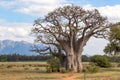 Baobab tree with mountain view in background.