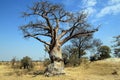 Baobab Tree Royalty Free Stock Photo