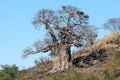 Baobab Tree 0n a hill Royalty Free Stock Photo