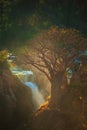 Baobab tree in namibia Royalty Free Stock Photo