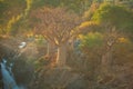 Baobab tree in namibia Royalty Free Stock Photo