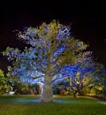 Baobab tree by night