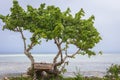 Baobab tree on ocean coast. Low tide with tree on the beach. Zanzibar landscape. Tourist resort. Tranquil island landscape.