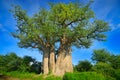 Baobab tree, old plant with green leave with blue sky, Nxai Pan NP, Botswana in Africa. Green vegetation in wet African season Royalty Free Stock Photo