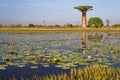 Baobab tree over the flowered pool