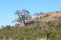 Baobab Tree in the Pafuri Royalty Free Stock Photo